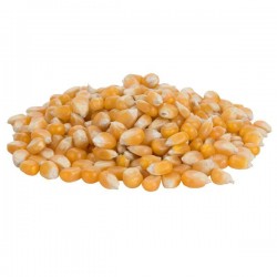 POP CORN SEEDS