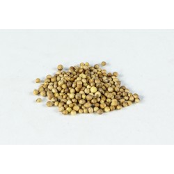 CORIANDER