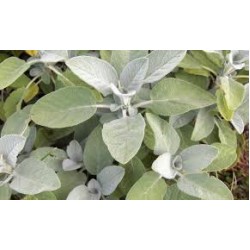 SAGE