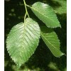 ULMUS RUBRA