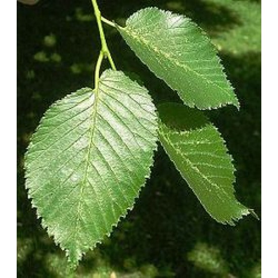 ΦΤΕΛΙΑ  ΠΤΕΛΕΑ