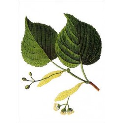 LINDEN FLOWER