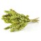 SIDERITIS